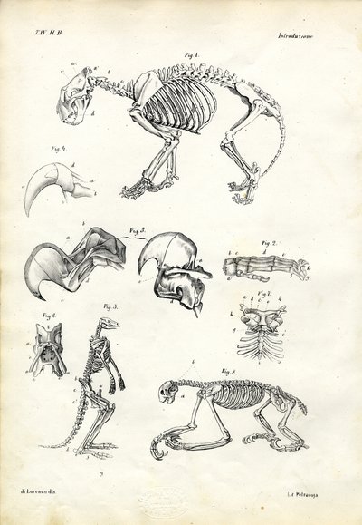 Cat, 1863-79 by Raimundo Petraroja
